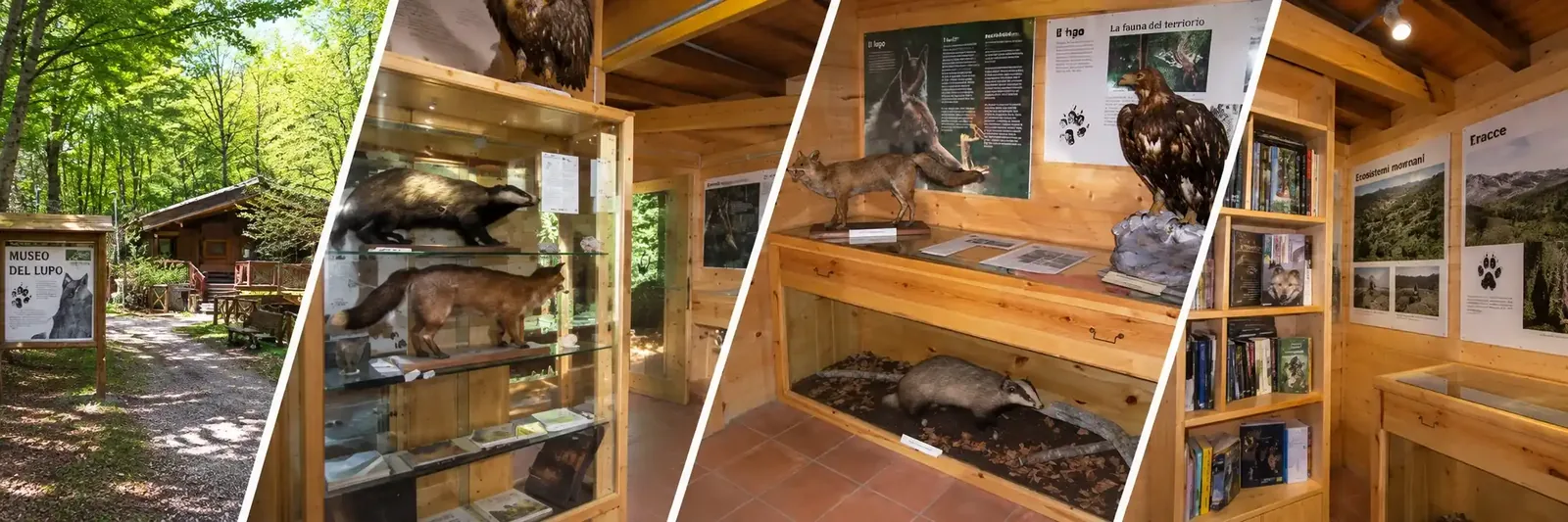 Museo del Lupo
