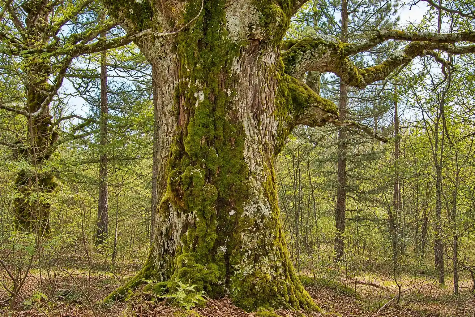 Riserva Naturale Regionale Abetina di Laurenzana